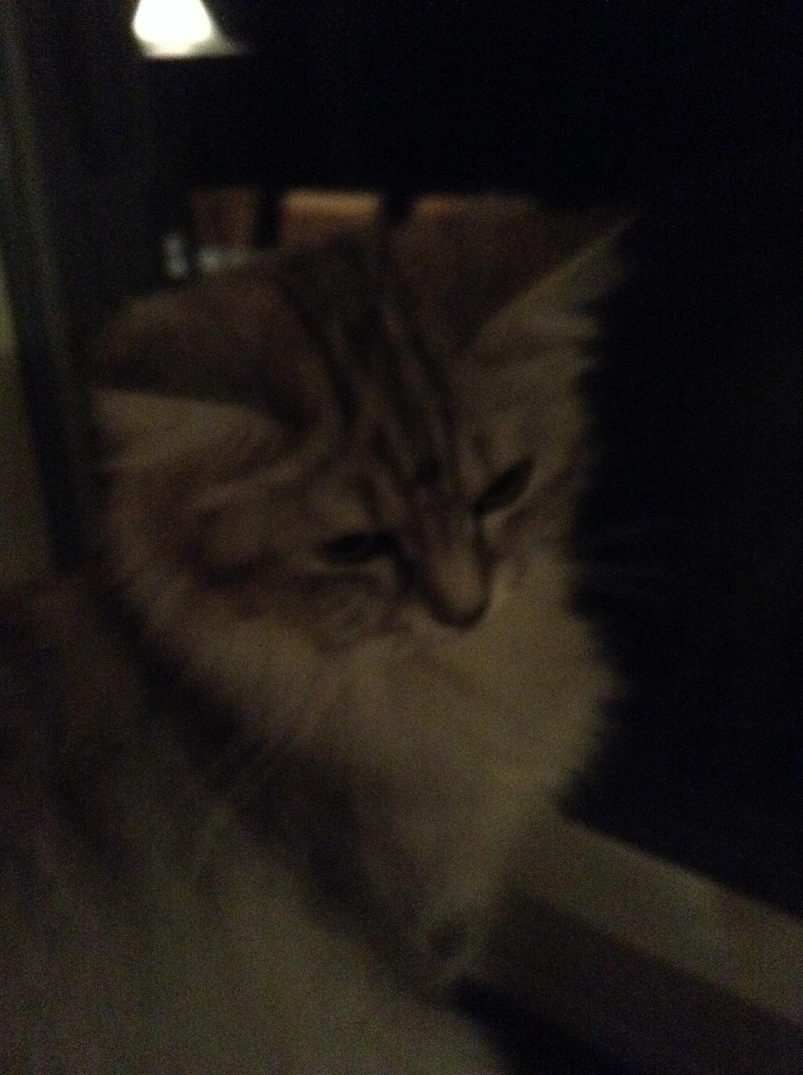 Blanding af racer Adelle billede 5