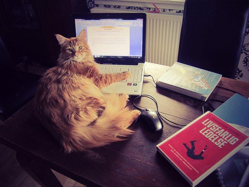 Blanding af racer Jean Pierre billede 10