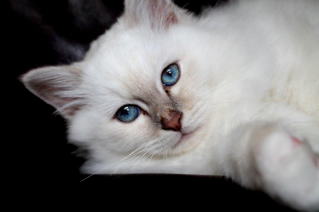 Hellig Birma Aslan billede 3