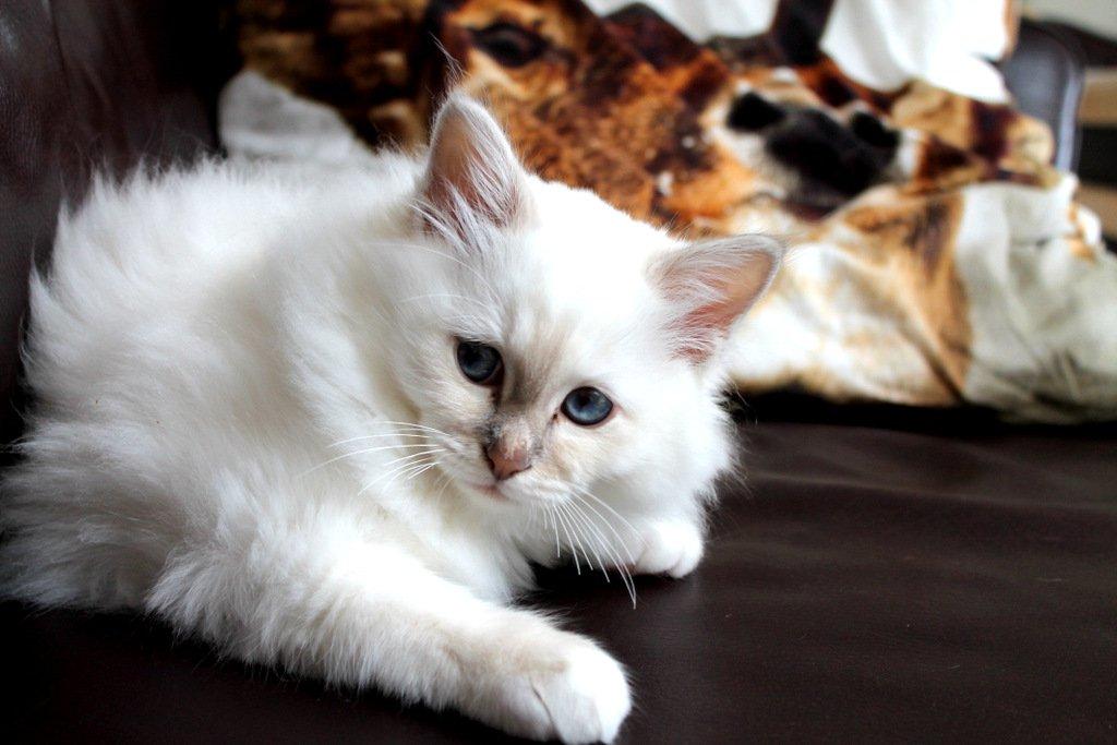 Hellig Birma Aslan billede 5