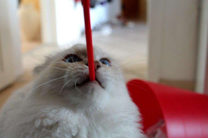 Hellig Birma Aslan billede 15