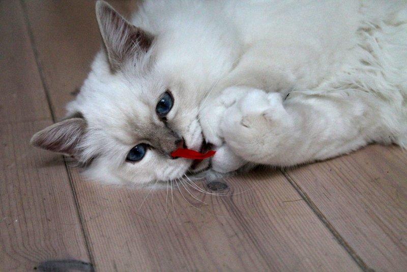 Hellig Birma Aslan billede 8