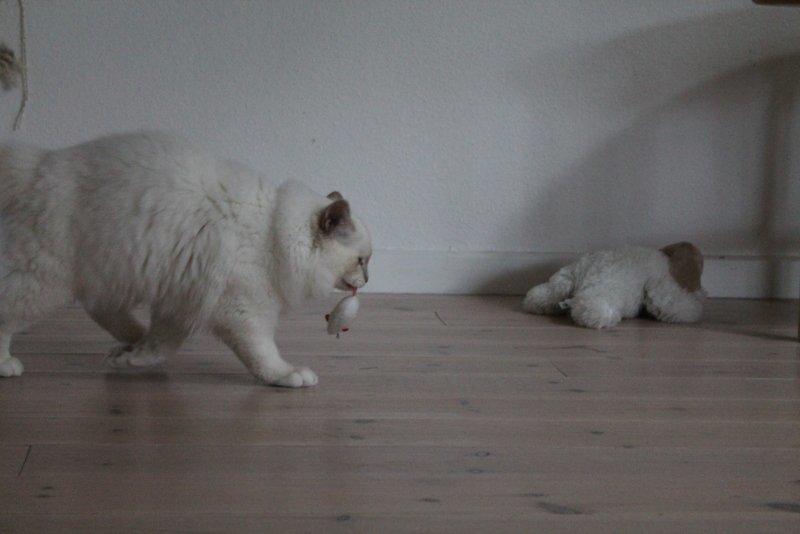 Hellig Birma Aslan billede 6