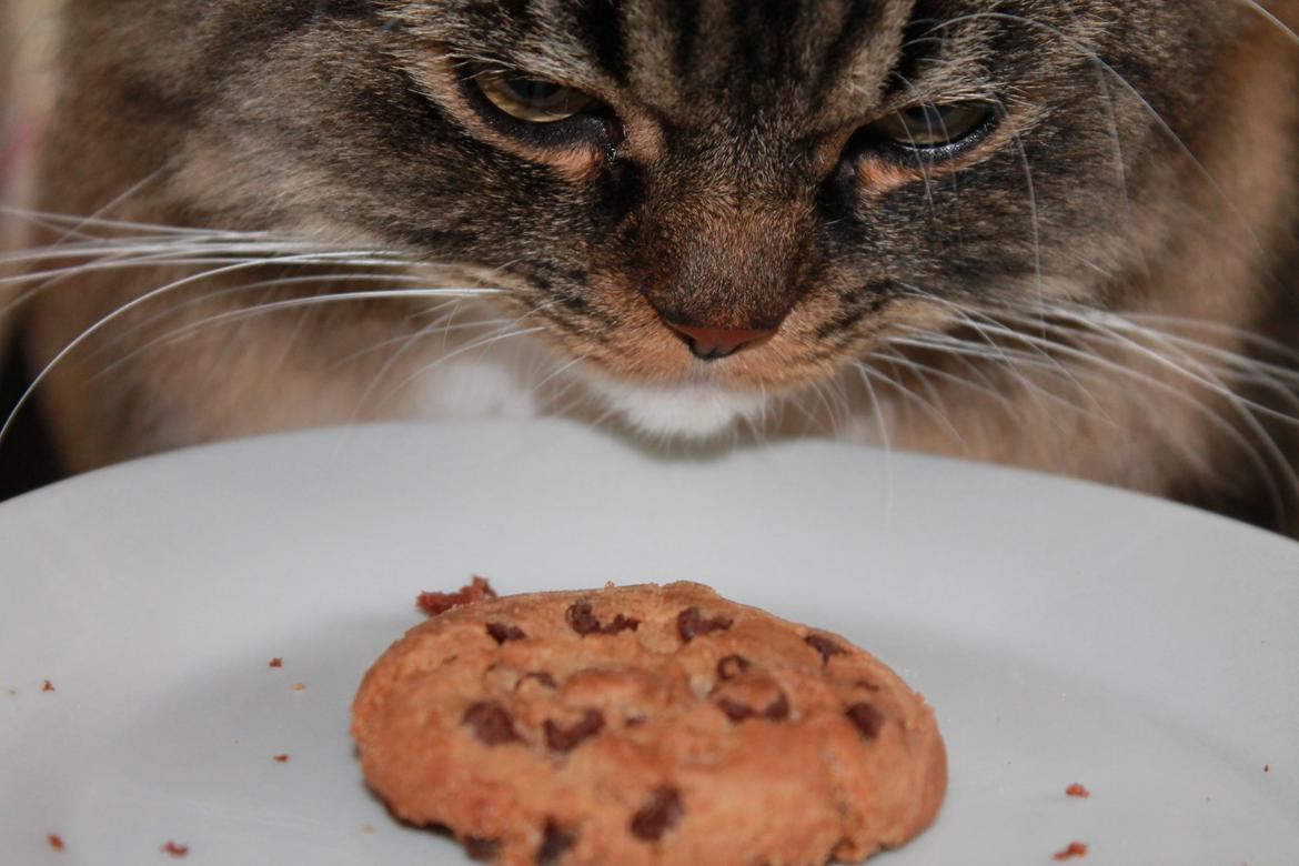 Blanding af racer Nusse billede 1