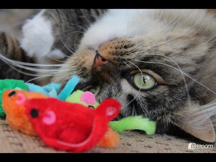 Blanding af racer Nusse billede 3