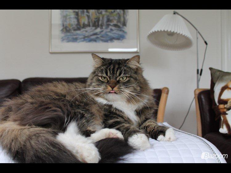 Blanding af racer Nusse billede 5