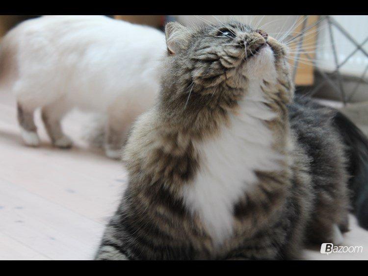 Blanding af racer Nusse billede 7