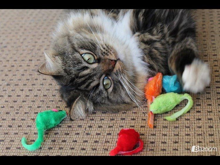 Blanding af racer Nusse billede 9