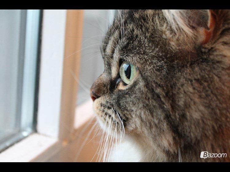 Blanding af racer Nusse billede 12