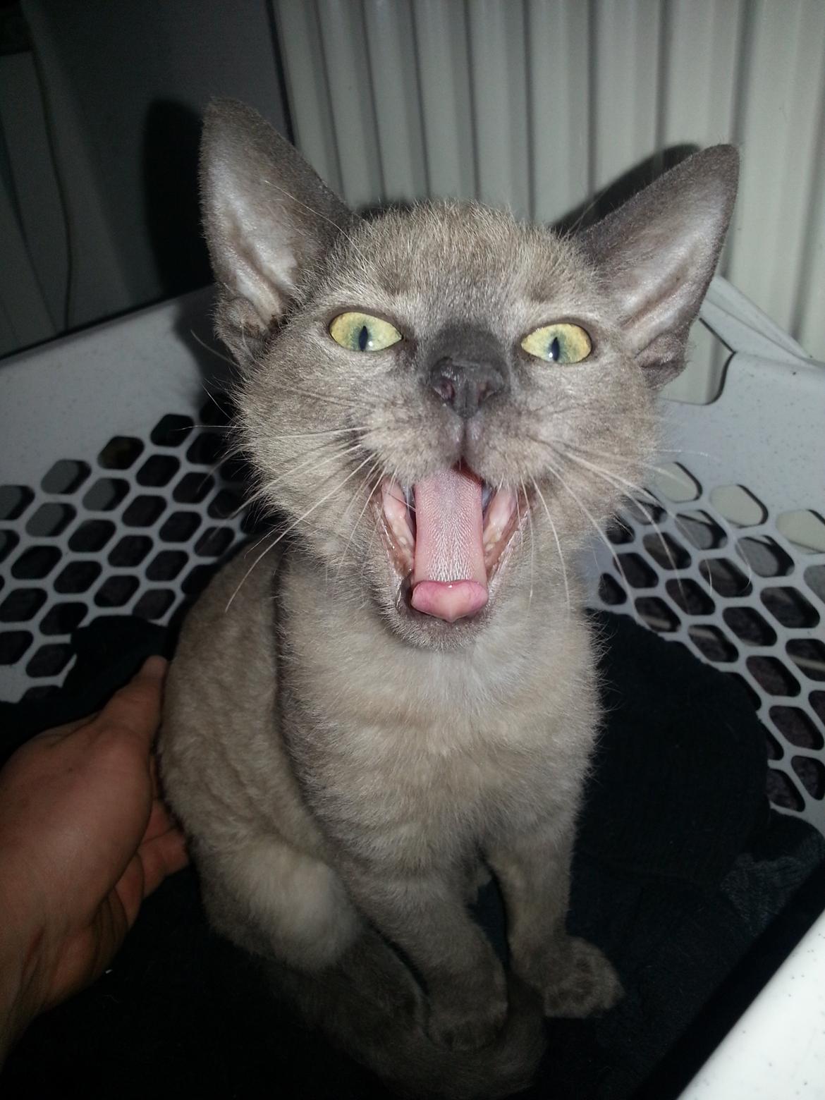 Blanding af racer Alfred billede 1