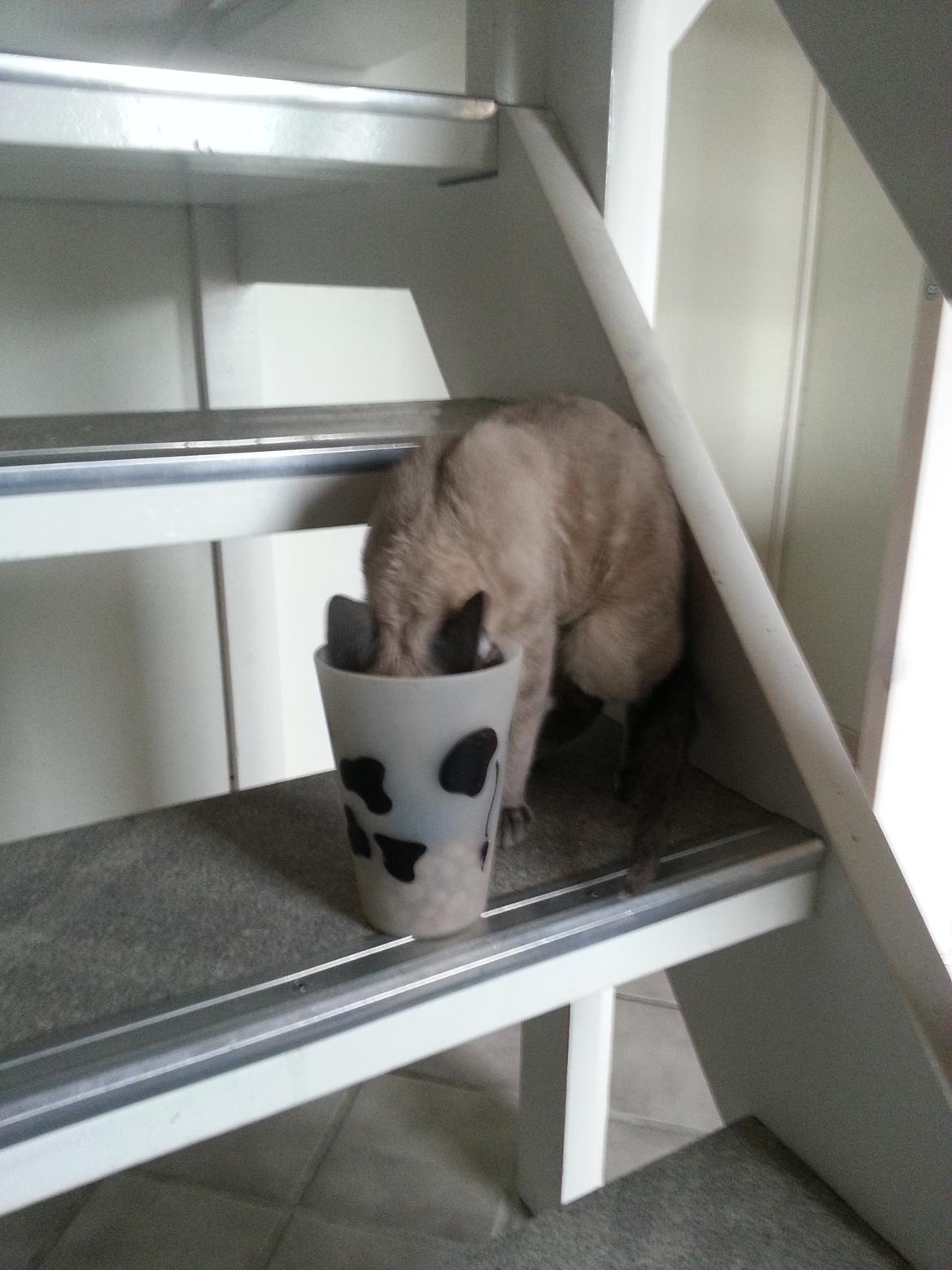 Blanding af racer Alfred billede 2