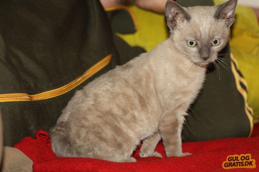 Blanding af racer Alfred billede 3