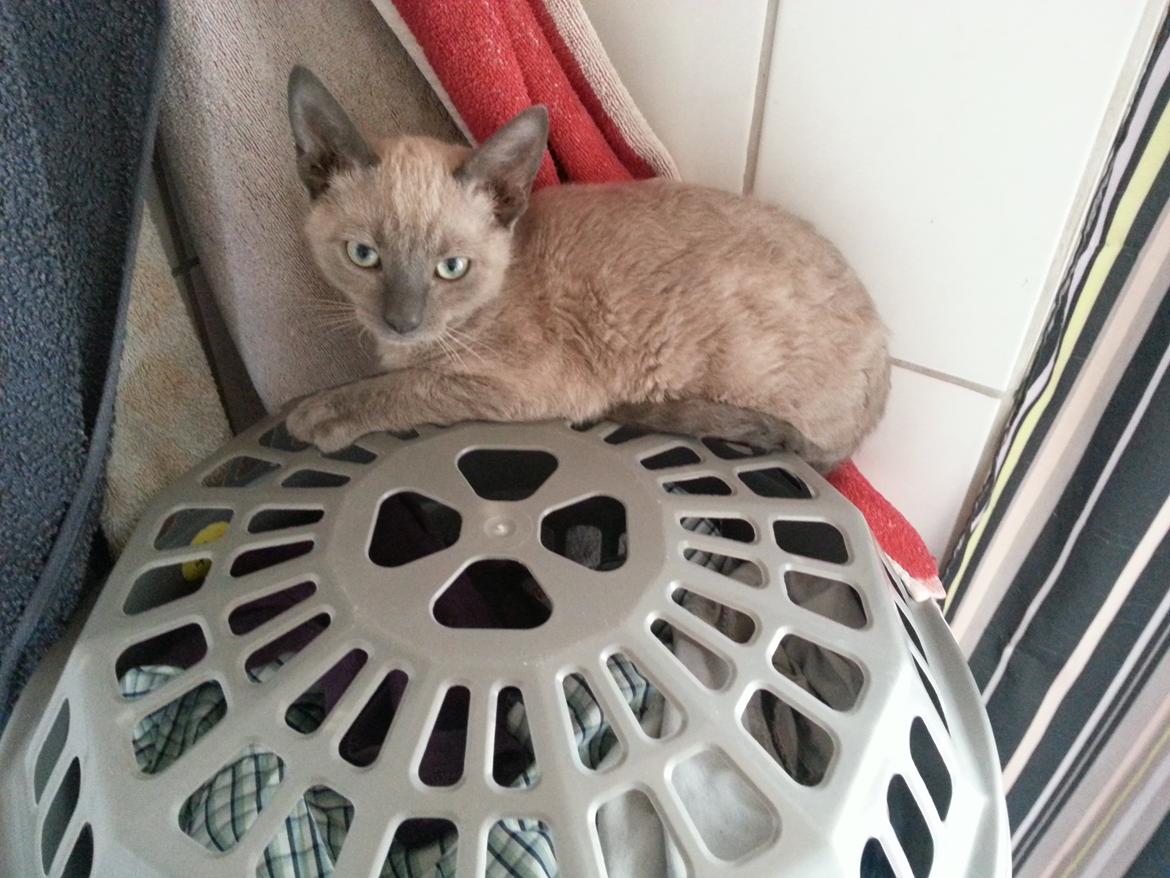 Blanding af racer Alfred billede 4