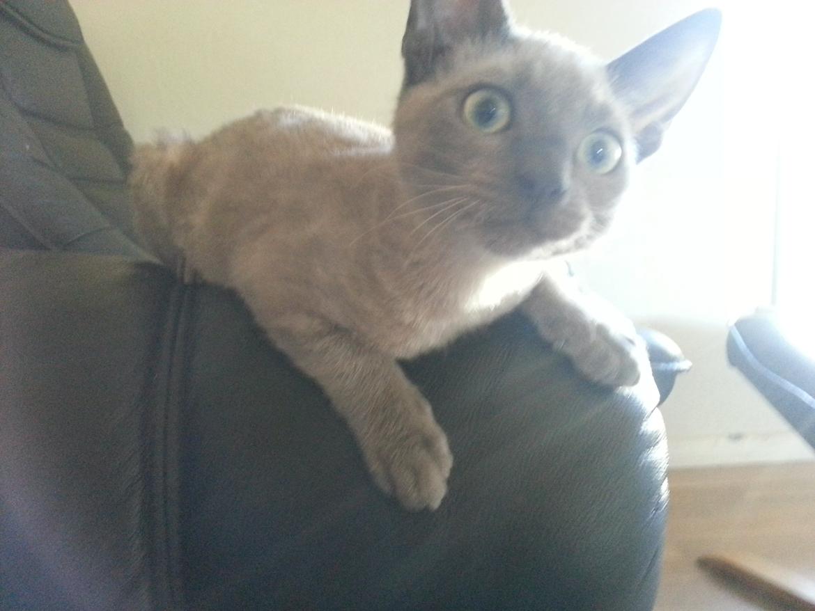 Blanding af racer Alfred billede 5