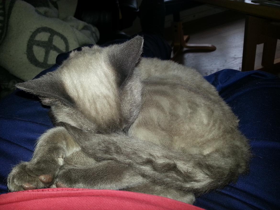 Blanding af racer Alfred billede 6