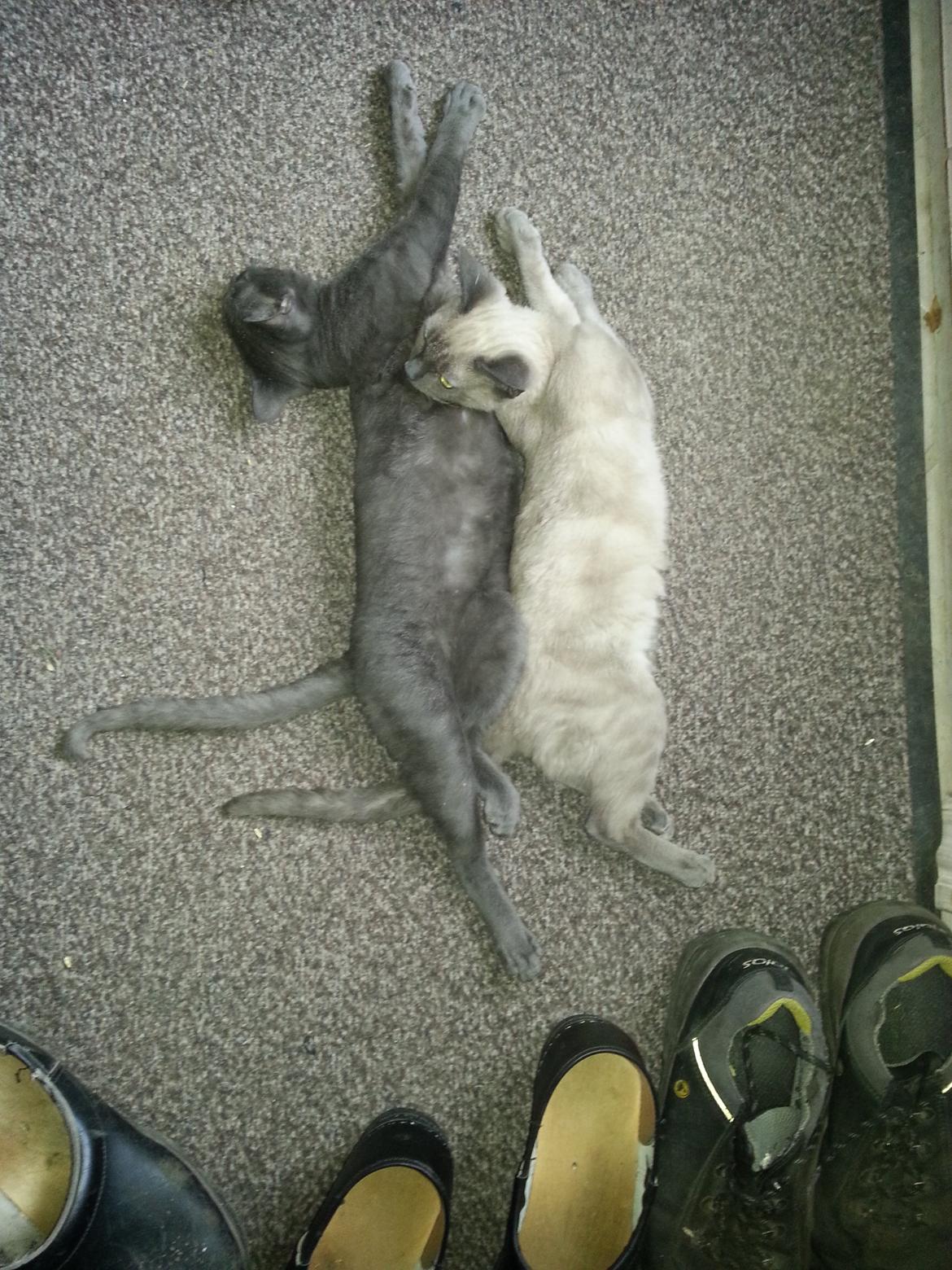 Blanding af racer Alfred billede 7