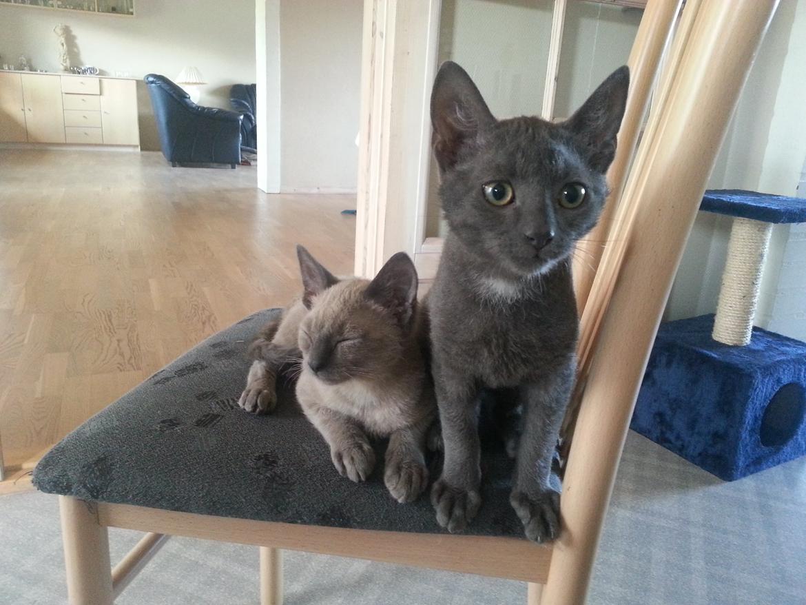 Blanding af racer Arne billede 1