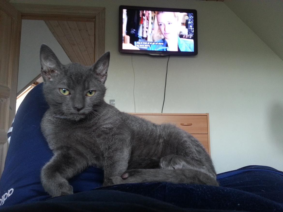 Blanding af racer Arne billede 2