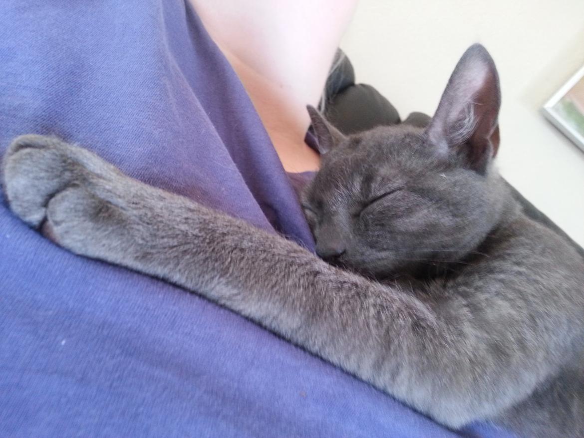 Blanding af racer Arne billede 3