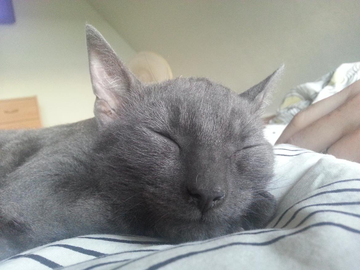 Blanding af racer Arne billede 4