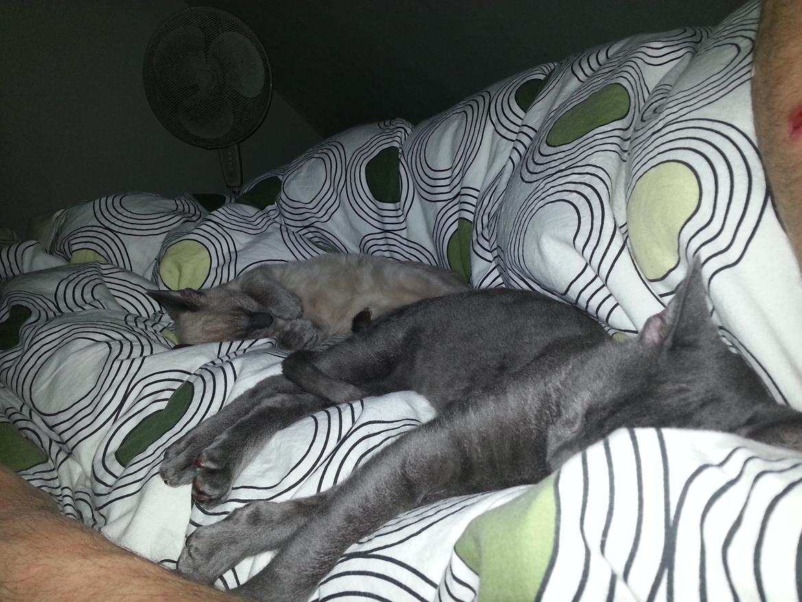 Blanding af racer Arne billede 5