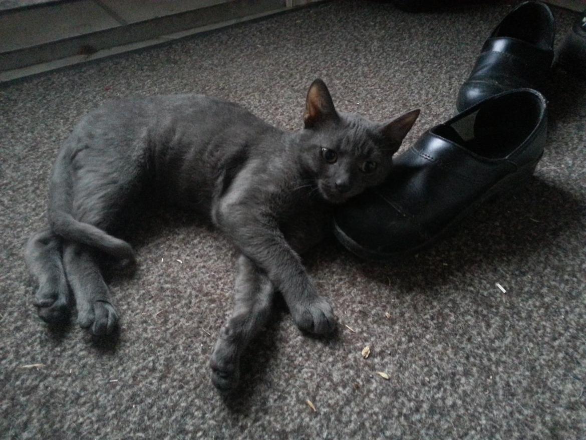 Blanding af racer Arne billede 6