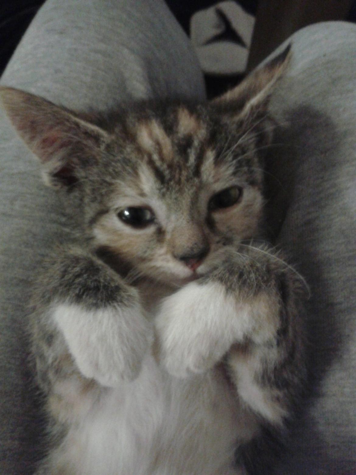 Blanding af racer Miv billede 1