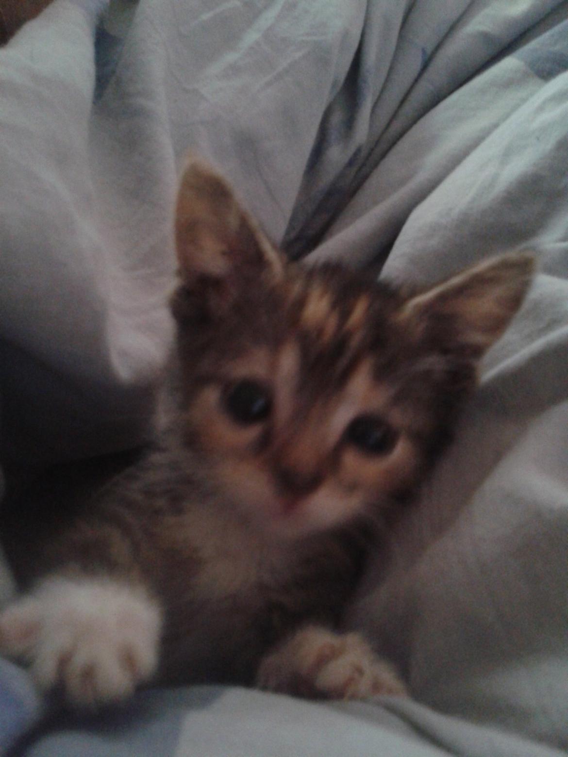 Blanding af racer Miv billede 2