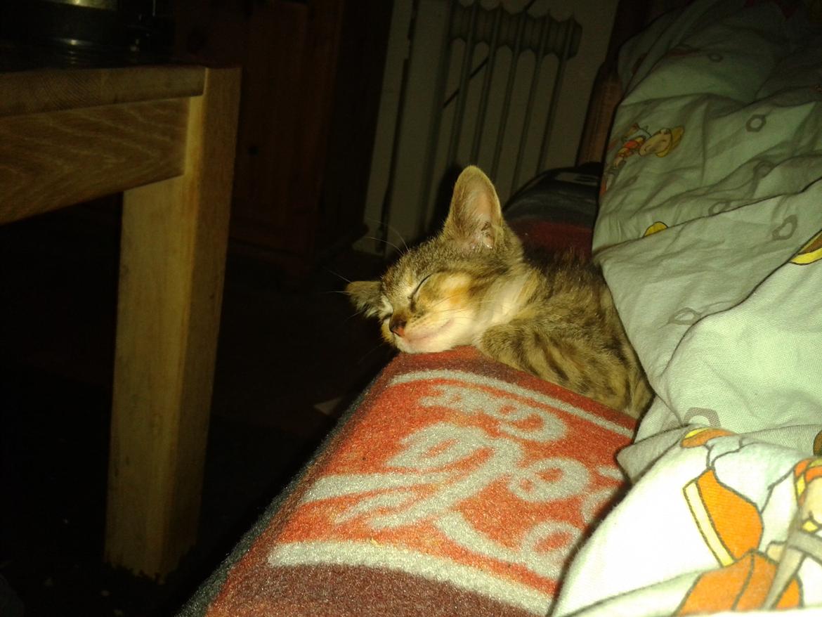 Blanding af racer Miv billede 5