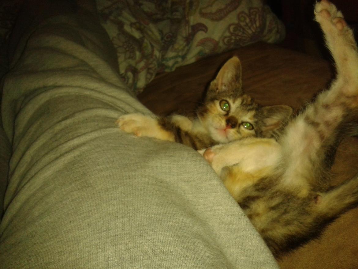 Blanding af racer Miv billede 6