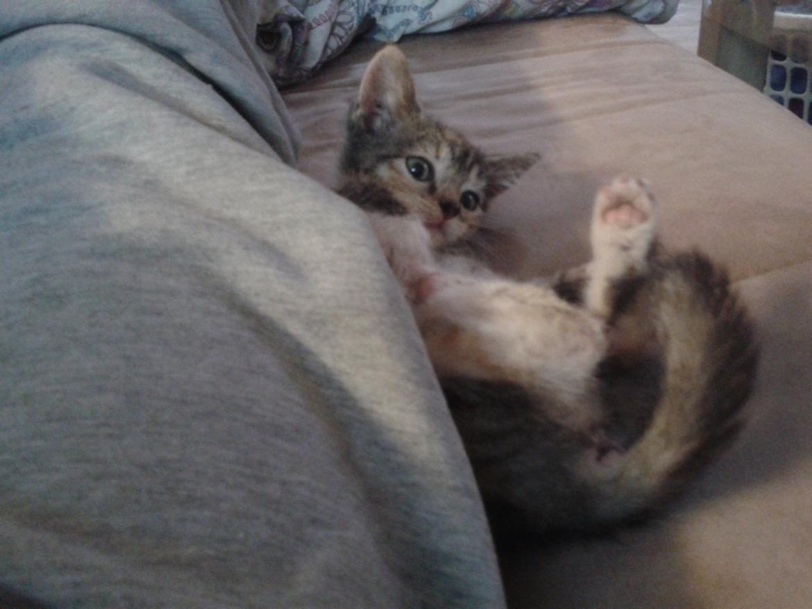 Blanding af racer Miv billede 7