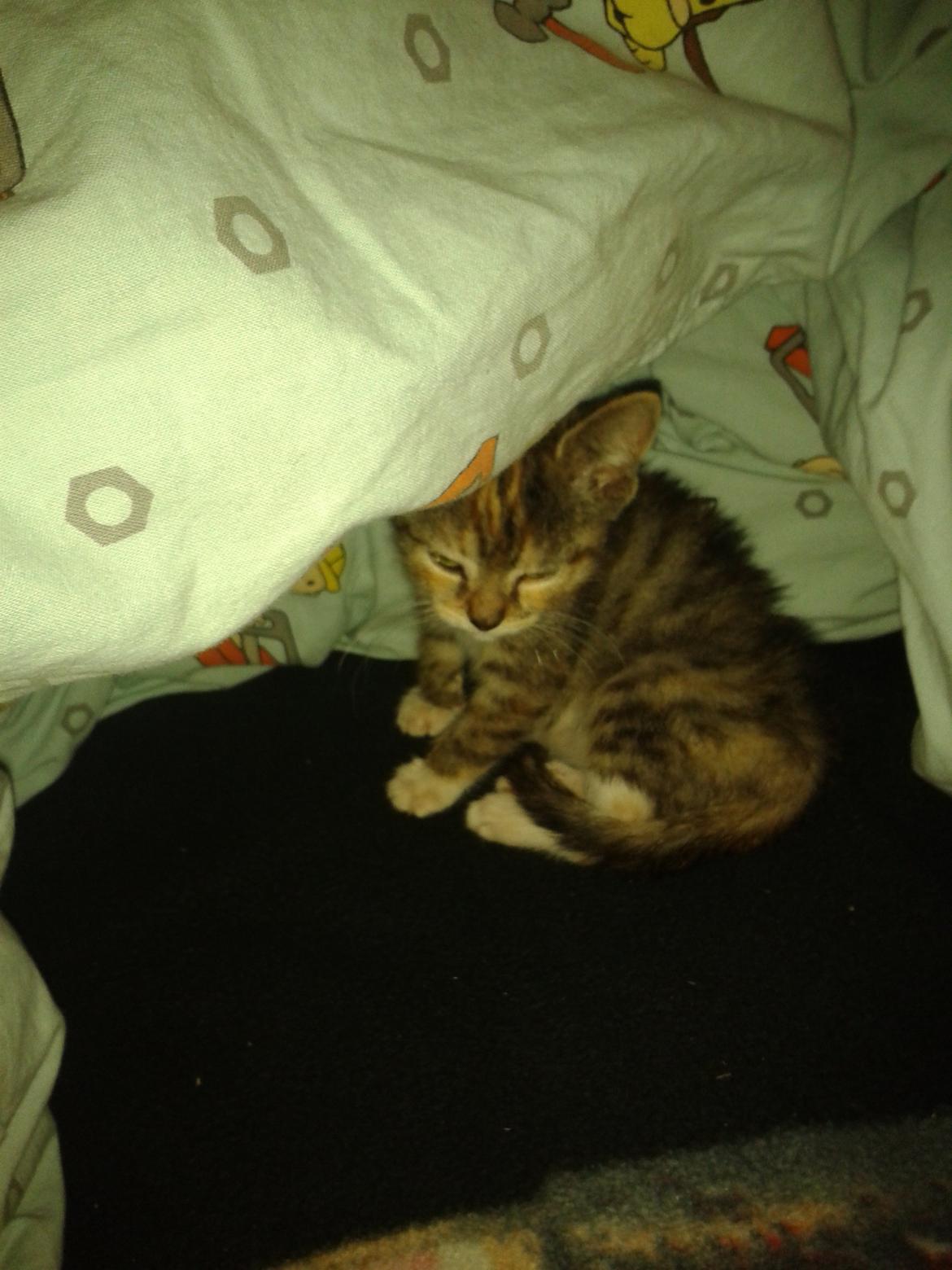 Blanding af racer Miv billede 8