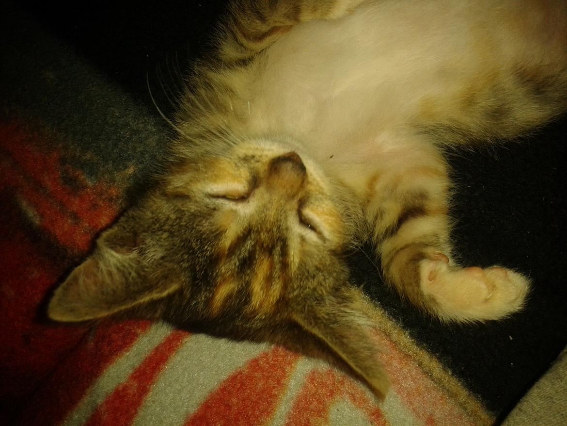 Blanding af racer Miv billede 12