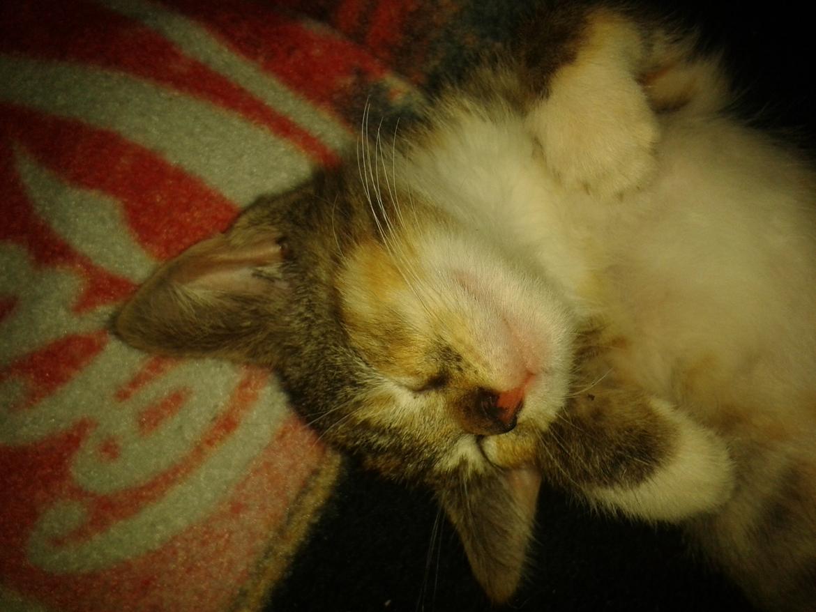 Blanding af racer Miv billede 13