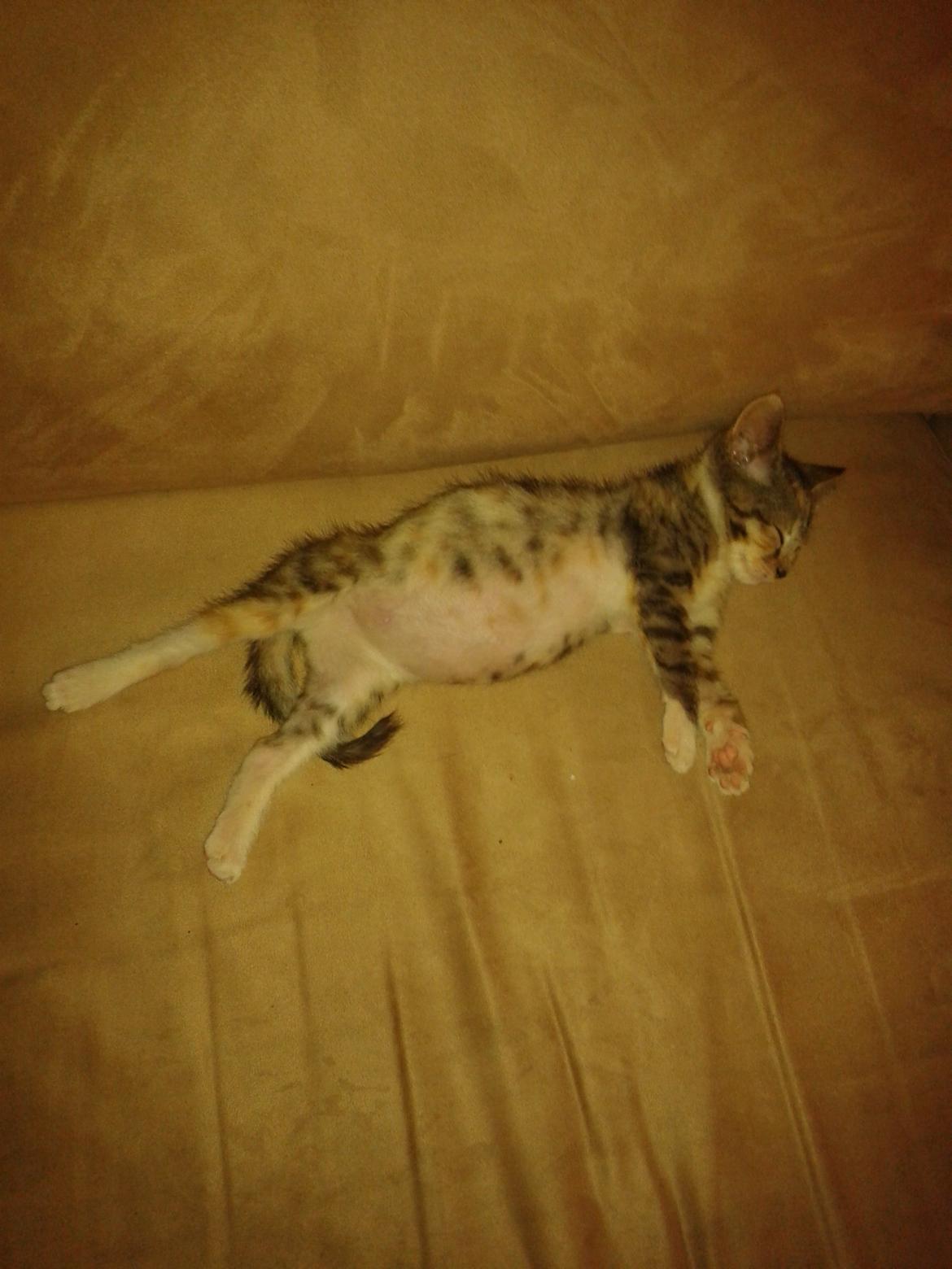 Blanding af racer Miv billede 14