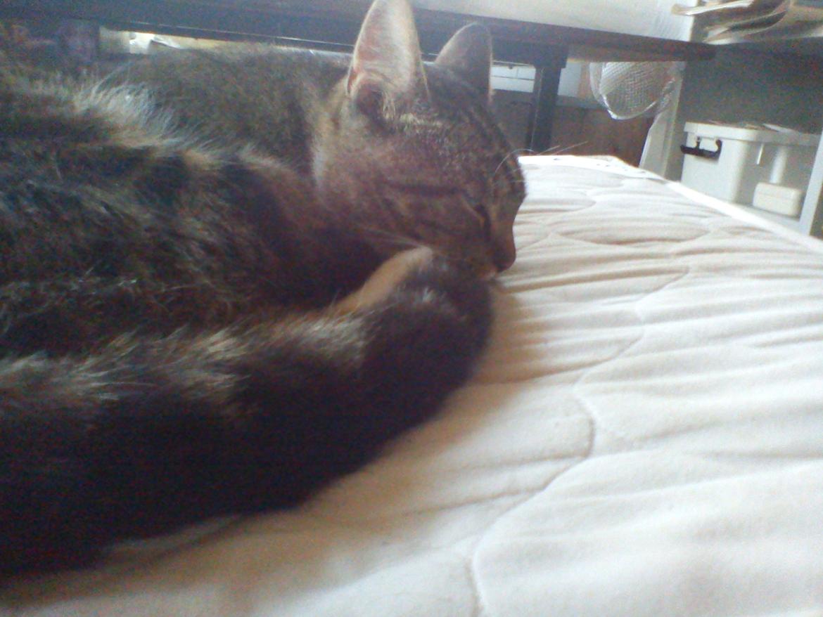 Blanding af racer Edward ~ Baby! <3 - Min baby-mis <3 billede 1