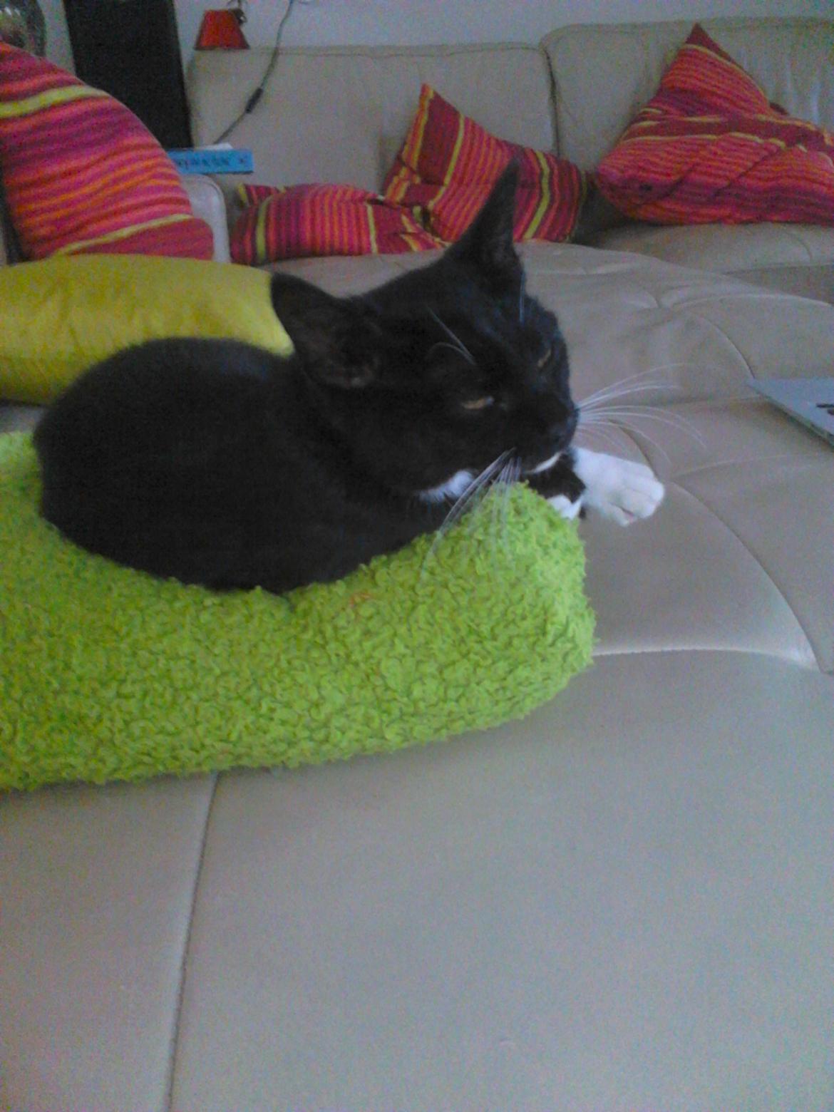 Blanding af racer Kattegårdens Dipsey aka. Snip R.I.P - Se her er jeg ikke fin så jeg vågner billede 23