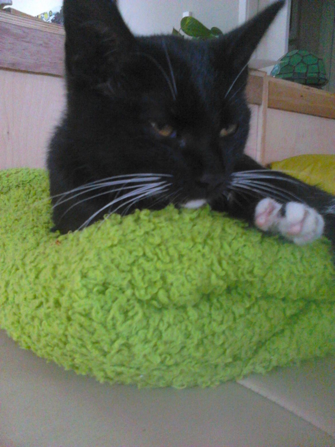 Blanding af racer Kattegårdens Dipsey aka. Snip R.I.P - Årr Jeg er træt af at være fin billede 24