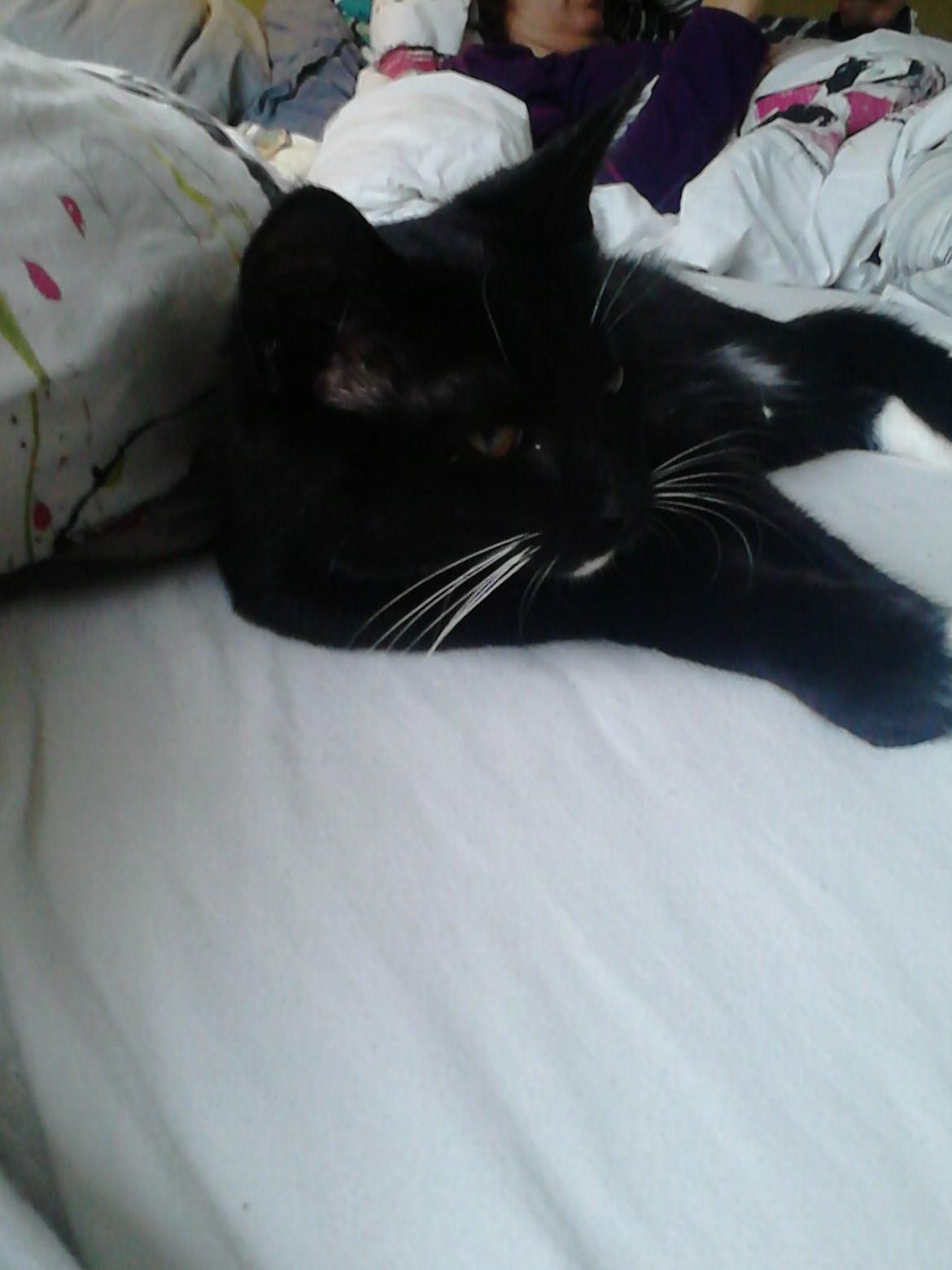 Blanding af racer Kattegårdens Dipsey aka. Snip R.I.P - Årr nu vil jeg sove billede 26