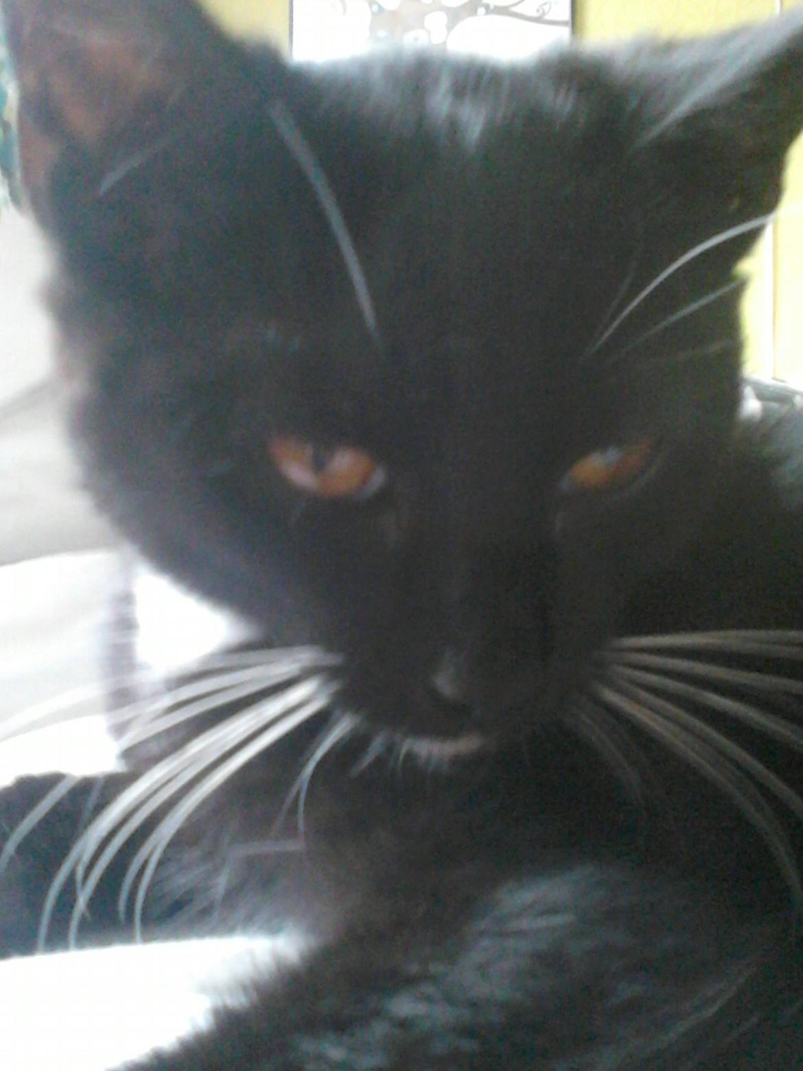 Blanding af racer Kattegårdens Dipsey aka. Snip R.I.P - Se lige mine øjene billede 27