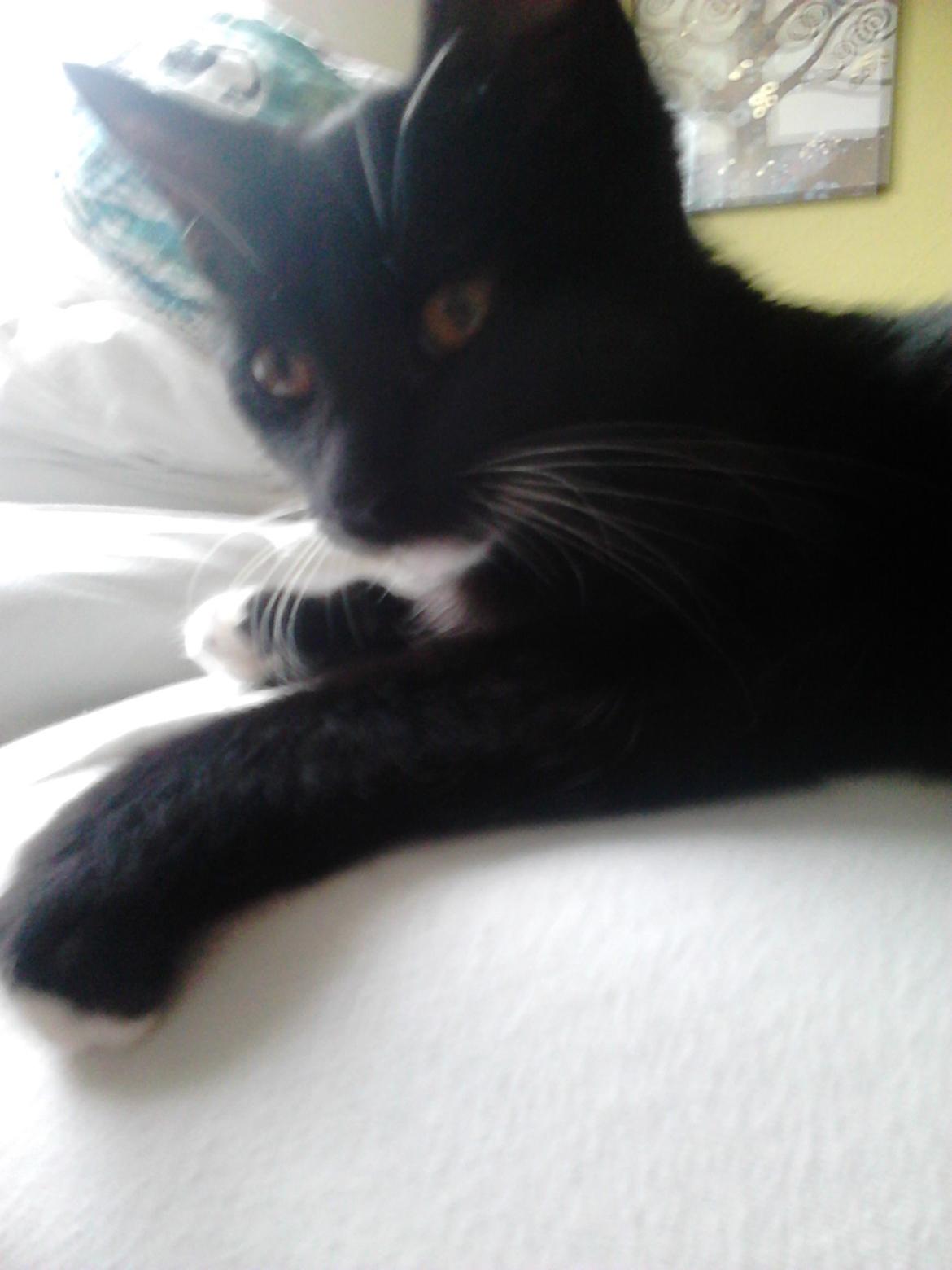 Blanding af racer Kattegårdens Dipsey aka. Snip R.I.P - Se der ovre er Sorte.(Sorte er hende legekarmmert ) billede 28