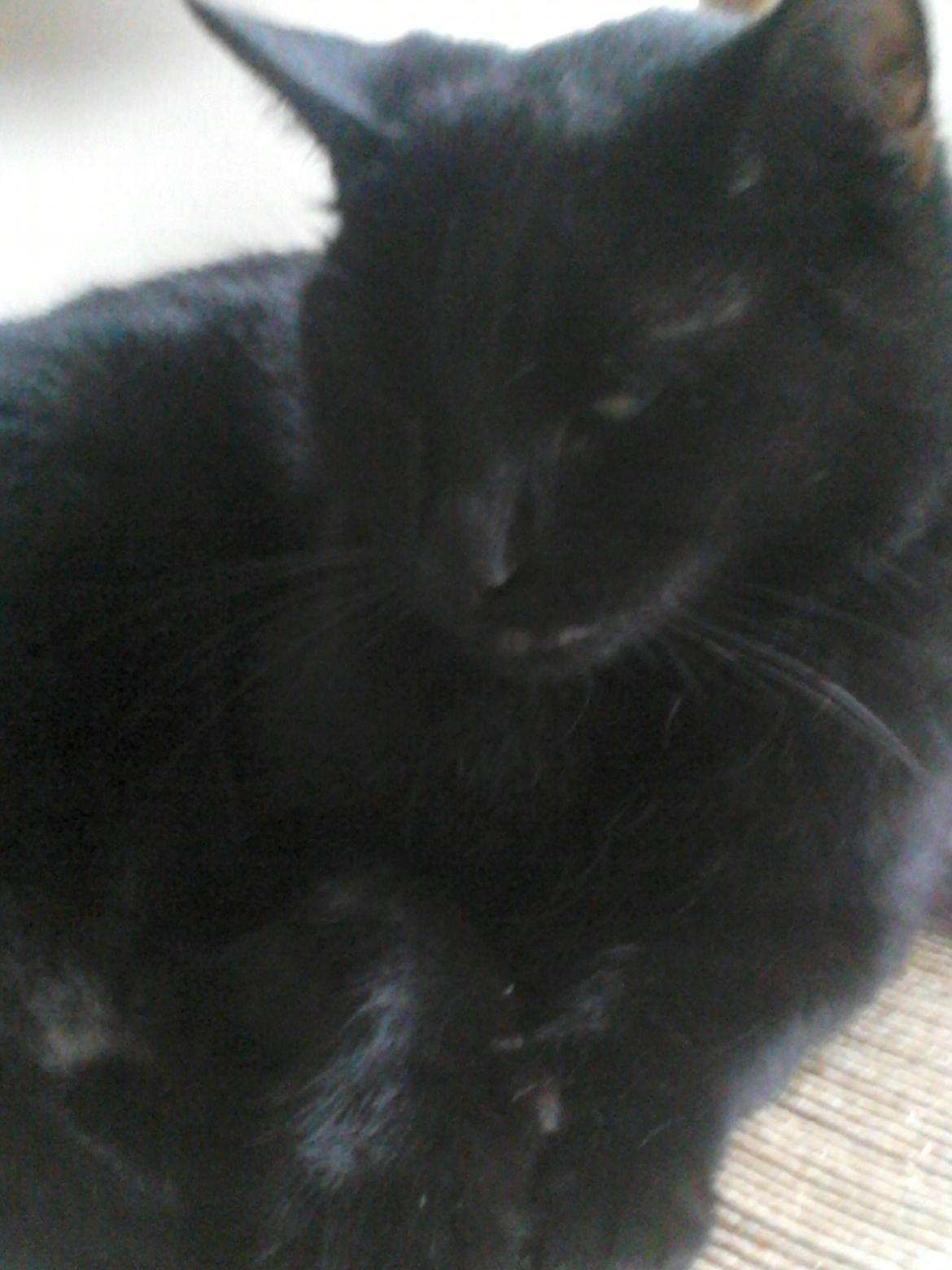 Huskat Kattegårdens Sorte billede 8