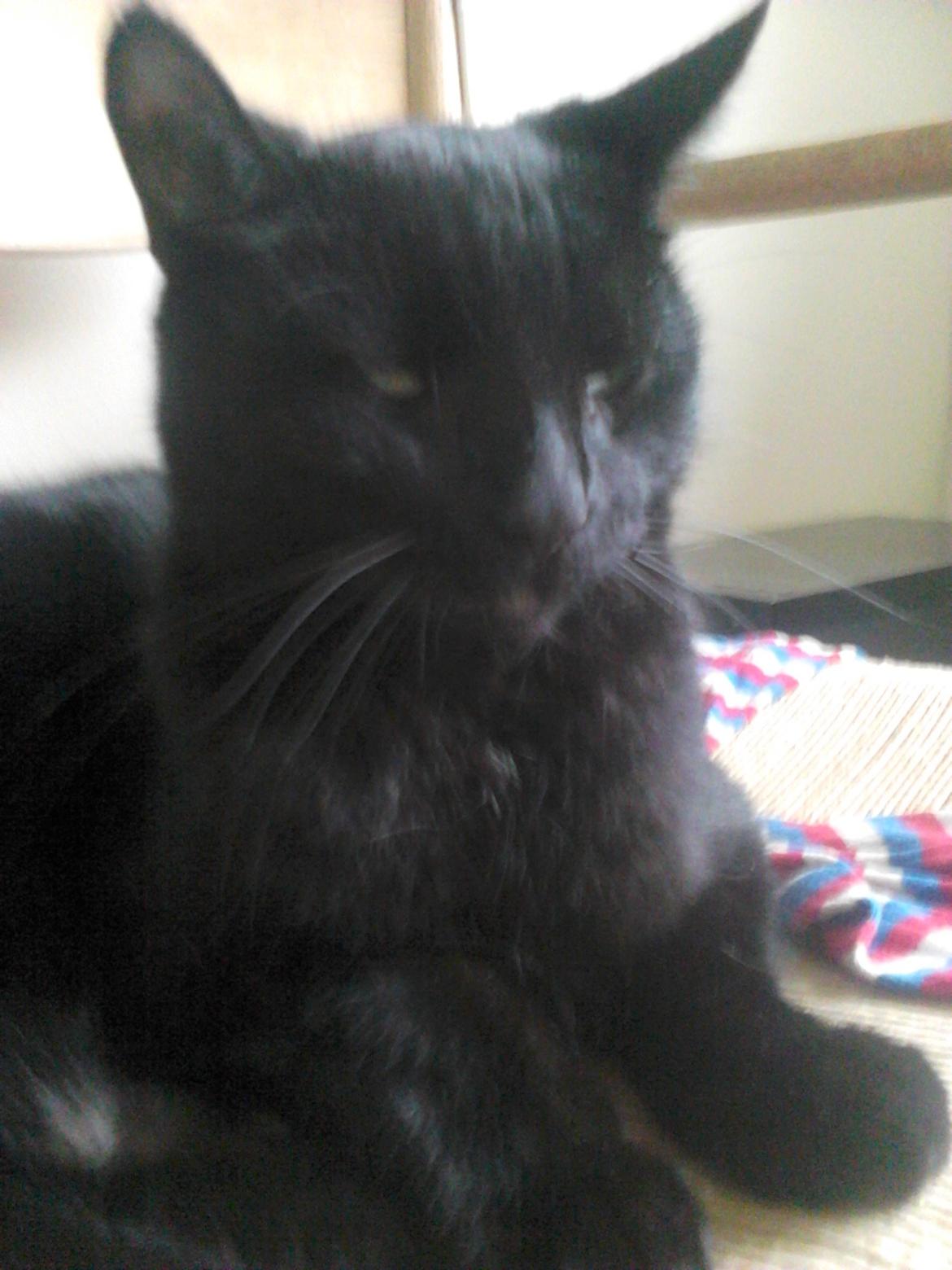 Huskat Kattegårdens Sorte billede 9