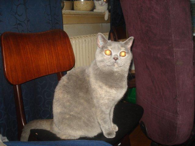 British Shorthair Dk Miniver´s Tilly billede 2