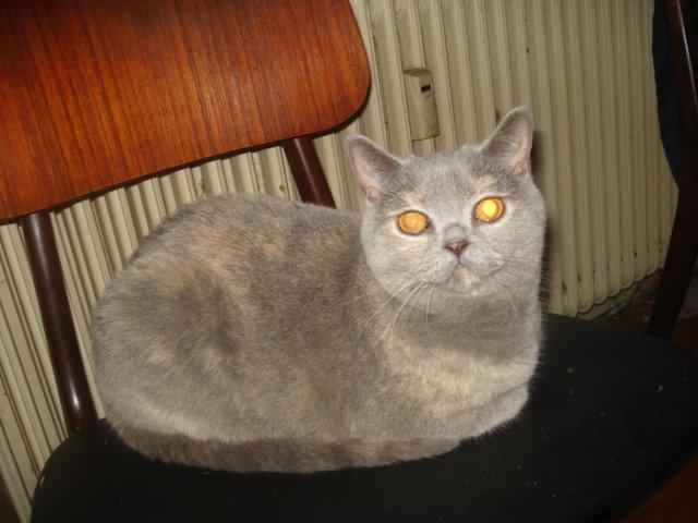 British Shorthair Dk Miniver´s Tilly billede 3