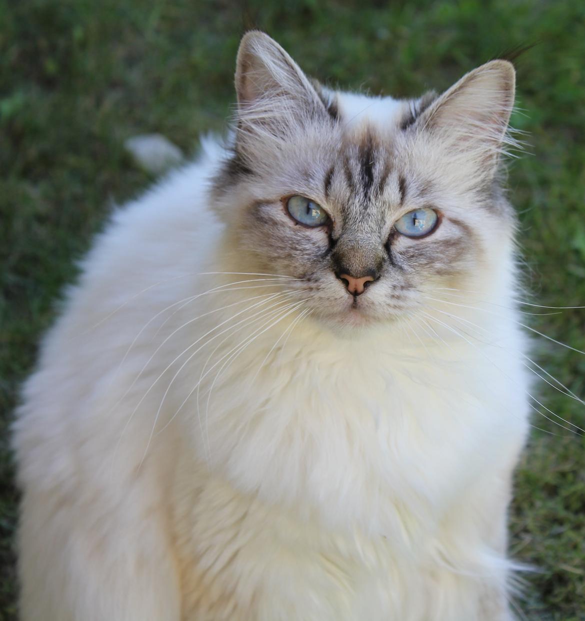 Hellig Birma Luna billede 1