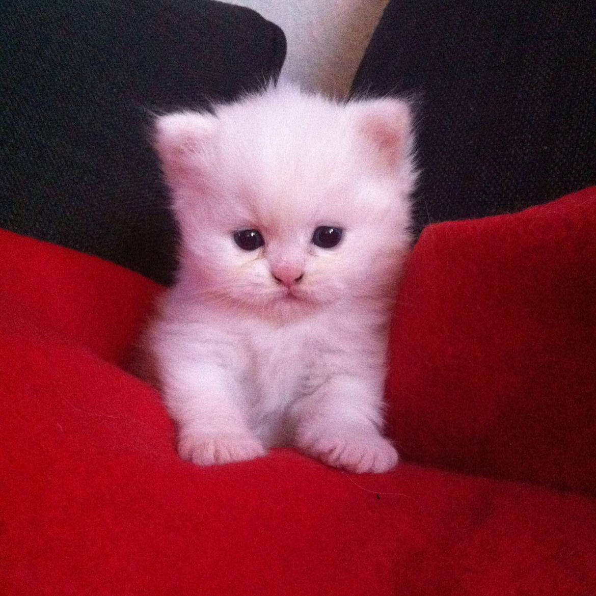 Blanding af racer Harley - Kikker nysgerrig på kameraet  billede 1