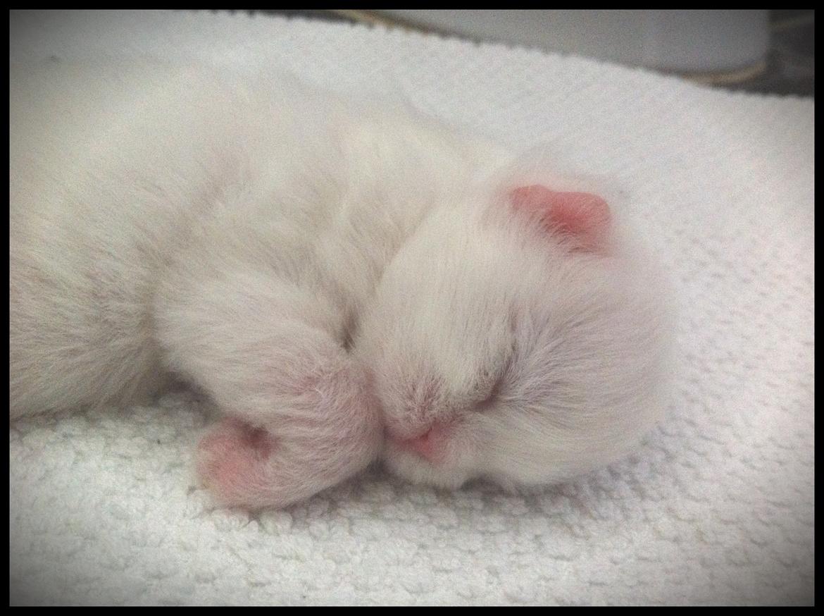 Blanding af racer Harley - nok ca 2 uger gammel billede 2