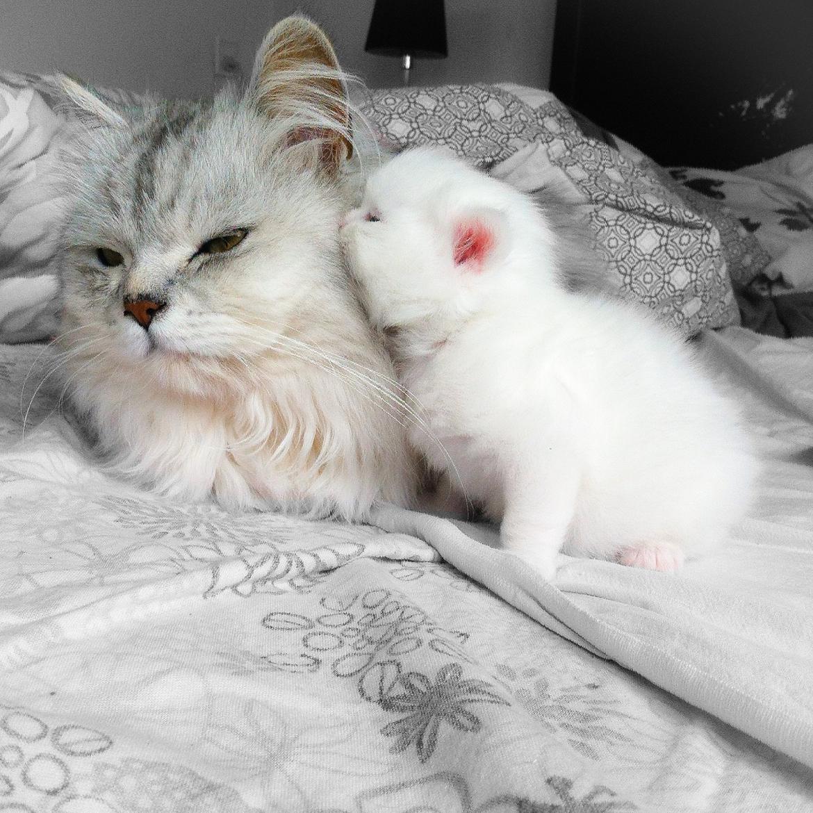 Blanding af racer Harley - Far og søn billede 3