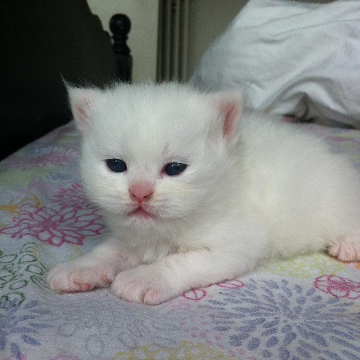 Blanding af racer Harley billede 5